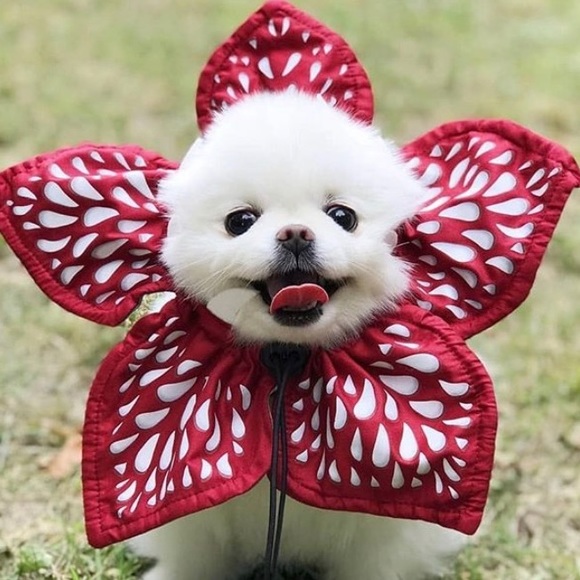 owojess